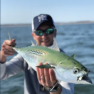 Angler releasing striped bass
