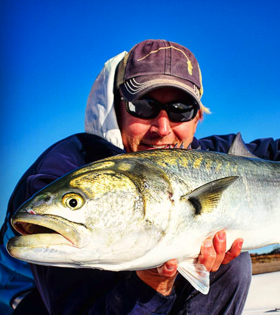 Bluefish