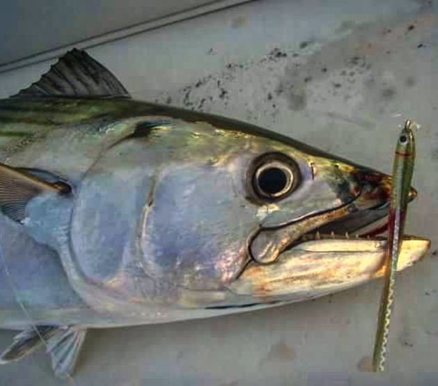Atlantic Bonito